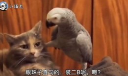 鹦鹉搞笑对话,笑料百出，智慧碰撞