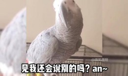 鹦鹉搞笑对话,笑料百出，智慧碰撞