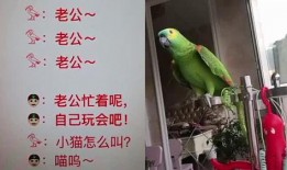 鹦鹉搞笑对话,笑料百出，智慧碰撞